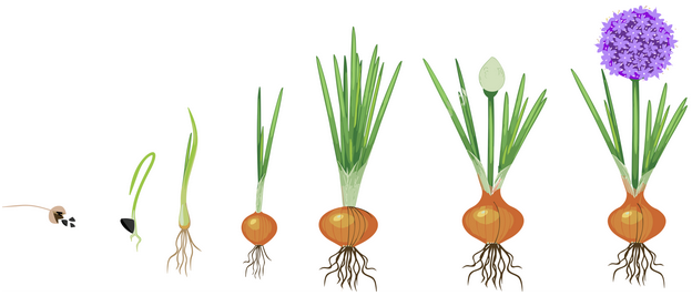 التكاثر بالأبصال التكاثر بالأبصال